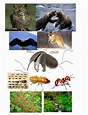 Food chain - Giant Anteaters!