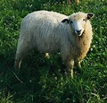 Rambouillet Sheep – Every Season Farm