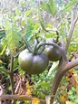 Solanum chilense cultivation | Homegrown Goodness