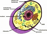 Lysosomes Functions | Definition | Structure | Diagram