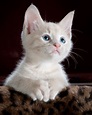 34 Adorable Cats and Kittens - Doozy List