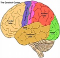 Pictures Of Cerebral CortexHealthiack