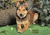 Best Mixed Breeds For Families - www.inf-inet.com