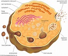 lysosome | Description, Formation, & Function | Britannica