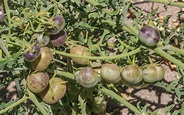 Solanum chilense (Solanaceae)