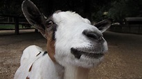 Free Images : farm, animal, horn, livestock, fauna, llama, goats, snout ...