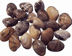 Baby Clam - Seafood Delicacy