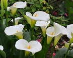 Pack of THREE Zantedeschia aethiopica - Hardy White Calla Arum Lily ...