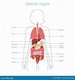 Anatomy Of Internal Organs Female Vector Illustration Internal Organs ...