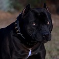 Pitbull negro (24 fotos): cachorros con ojos azules y amarillos ...