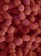 Streptococcus Salivarius Photograph by Dennis Kunkel Microscopy/science ...