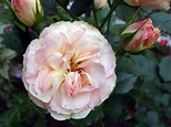 Englische Rosen: Die 15 schönsten Sorten - Plantura