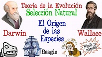 🐚Teoría de la Evolución Darwin y Wallace🔍 [Fácil y Rápido] | BIOLOGÍA ...