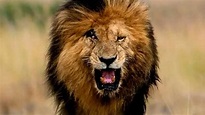 Murió “Scarface”, el león más famoso del mundo: ¿por qué se convirtió ...
