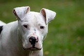 White Pitbull | White pitbull, Dogs, Pitbulls
