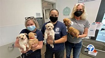 Los Angeles city animal shelters call for help by asking Angelenos to ...