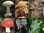 Reino Fungi Concepto Tipos Caracteristicas Y Ejemplos Images | Sexiz Pix