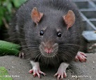 Rattus rattus Pictures, Black rat Images, Nature Wildlife Photos ...