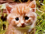 Os animais mais fofos do mundo....: Os gatinhos mais fofos só para vocês