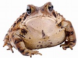 Download Toad Front View transparent PNG - StickPNG
