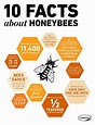 10 Interesting Facts About the Honey Bees | Comvita