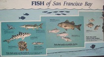 Fish of San Francisco Bay Area: sfbaywildlife.info