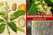 GUÍA DE ÁRBOLES Y ARBUSTOS DE LOS BOSQUES COMESTIBLES: Mango, Mangifera ...