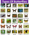 30+Types of Butterflies with Names and Pictures – VocabularyAN