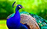 Top 50 Most Beautiful Peacock Pictures & Hd Images Free Download ...
