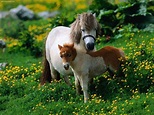 Everything You Need to Know About Ponies and Their Care | PetHelpful