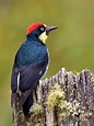 Know your birds: Woodpeckers of North America – Cottage Life