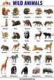 Wild Animals: List of 30+ Popular Names of Wild Animals in English ...