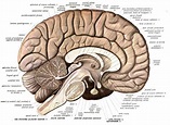 Basic Anatomy of the Brain. Parts and Function - The Brain