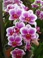 How Do I Get My Orchid to Bloom Again? | Brooklyn Orchids