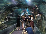 Korea's Lotte World Aquarium: Everything You Need To Know - Full Time Baby
