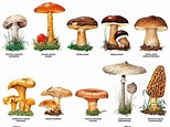 BIOLOGIA: REINO FUNGI