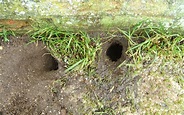 Graben sich Ratten unter Fundamenten ein? - Pestology | Guinguette Marais Poitevin