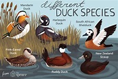 Complete A-Z Duck Species List