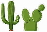 Dos tipos de plantas de cactus. 607614 Vector en Vecteezy