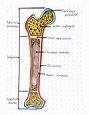 Femur dibujo de anatomia | Esquemas y mapas conceptuales de Anatomía ...