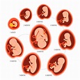 Conoce a detalle las 3 etapas de un embarazo - Guía de Mamás y Bebés