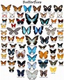 Types Of Butterflies, Beautiful Butterflies, Butterfly Kisses, Blue ...