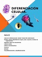 Diferenciación Celular | PDF | Diferenciación celular | Biología Celular)