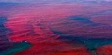 ¿Qué es la marea roja y cómo se vincula con las algas marinas ...