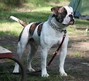 Bulldog americano - Wikipedia, la enciclopedia libre