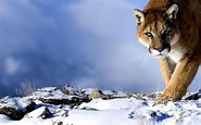 Download Animal Cougar HD Wallpaper
