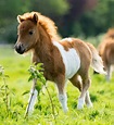 Is a Pony a Baby Horse? Let’s Check the Facts to Find Out – Horse ...