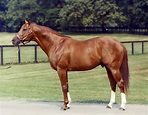 The great American Thoroughbred and Triple Crown Winner Secretariat at ...