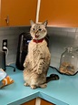 貓咪站在廚櫃上看整碗「蔬菜」 一臉鄙視：要讓朕吃草？ | 寵毛網 | NOWnews今日新聞
