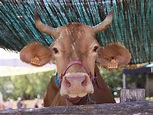 La vacca Varzese custode della biodiversità - inNaturale